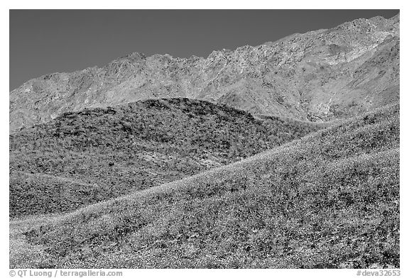 Hills covered with Desert Gold and Smith Mountains, morning. Death Valley National Park (black and white)