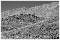 Hills covered with Desert Gold and Smith Mountains, morning. Death Valley National Park, California, USA. (black and white)