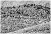 Hills covered with rare carpet of yellow wildflowers. Death Valley National Park ( black and white)