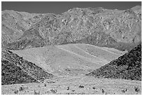 Hills covered with yellow blooms and Smith Mountains, morning. Death Valley National Park, California, USA. (black and white)