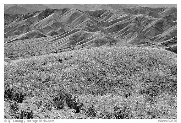 Butte and Owlshead Mountains, dotted with wildflowers. Death Valley National Park, California, USA.