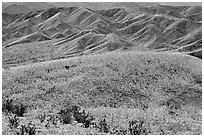 Butte and Owlshead Mountains, dotted with wildflowers. Death Valley National Park, California, USA. (black and white)
