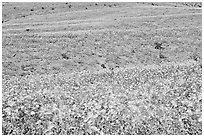 Ridges near Ashford Mill carpetted with Desert Gold. Death Valley National Park, California, USA. (black and white)