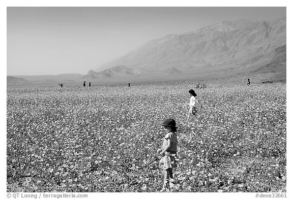 Children in a carpet of Desert Gold near Ashford Mill. Death Valley National Park, California, USA.