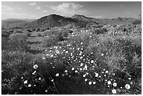 High desert with Desert Dandelion flowers n. Death Valley National Park ( black and white)