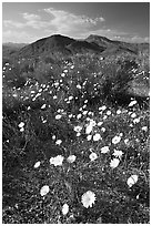 Desert Dandelion flowers above Jubilee Pass, afternoon. Death Valley National Park ( black and white)