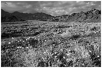 Gravel Ghost wildflowers and Black Mountains below Jubilee Pass, late afternoon. Death Valley National Park ( black and white)