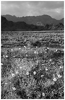 Desert with Gravel Ghost wildflowers and Black Mountains. Death Valley National Park ( black and white)