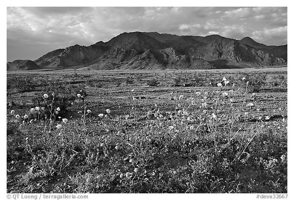 Wildflowers and Black Mountains below Jubilee Pass, late afternoon. Death Valley National Park, California, USA.