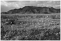 Wildflowers and Black Mountains below Jubilee Pass, late afternoon. Death Valley National Park, California, USA. (black and white)
