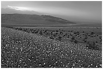 Field of Desert Gold and Owlshead Mountains near Ashford Mill, sunset. Death Valley National Park, California, USA. (black and white)