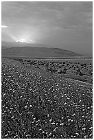 Carpet of Desert Gold and Owlshead Mountains near Ashford Mill, sunset. Death Valley National Park, California, USA. (black and white)