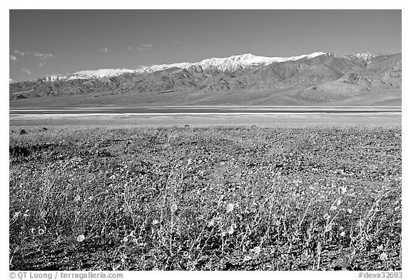 Desert Gold and snowy Panamint Range, morning. Death Valley National Park, California, USA.