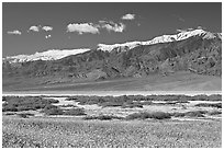 Yellow blooms, creek, and Panamint Range, morning. Death Valley National Park, California, USA. (black and white)