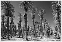 Palm trees in Furnace Creek Oasis. Death Valley National Park ( black and white)