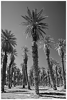 Date Palms in Furnace Creek Oasis. Death Valley National Park ( black and white)