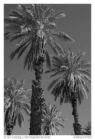 Date palm trees in Furnace Creek Oasis. Death Valley National Park, California, USA.