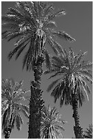 Date palm trees in Furnace Creek Oasis. Death Valley National Park ( black and white)
