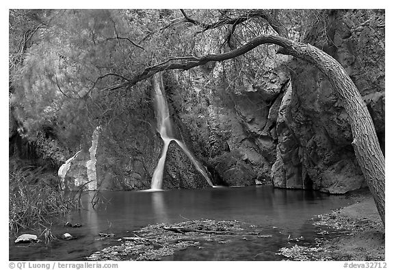 Desert Oasis with Darwin Falls. Death Valley National Park (black and white)