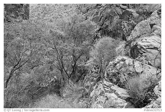 Cottonwoods in Darwin canyon. Death Valley National Park (black and white)