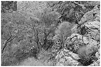 Cottonwoods in Darwin canyon. Death Valley National Park ( black and white)