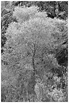 Cottonwood in spring and canyon walls. Death Valley National Park, California, USA. (black and white)