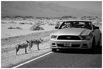 Tourists photograph coyotes from car. Death Valley National Park ( black and white)