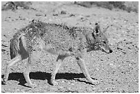 Coyote walking. Death Valley National Park ( black and white)