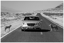 Habituated coyotes standing on road next to car. Death Valley National Park ( black and white)
