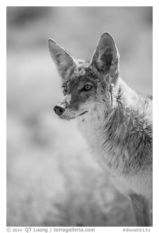 Coyote portrait. Death Valley National Park (black and white)