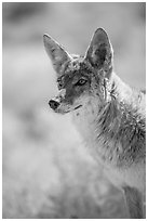Coyote portrait. Death Valley National Park ( black and white)