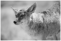 Coyote. Death Valley National Park ( black and white)