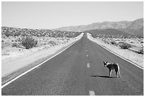 Coyote standing on desert road. Death Valley National Park ( black and white)