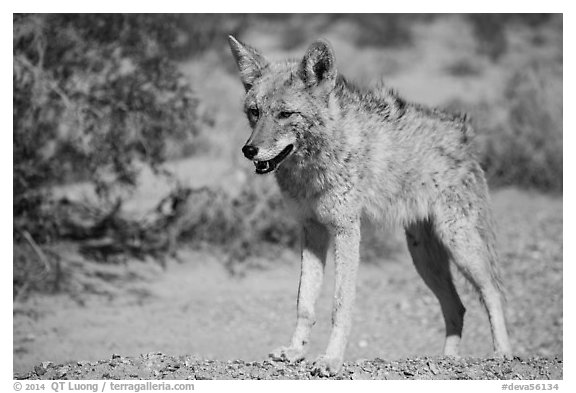 Desert coyote. Death Valley National Park (black and white)