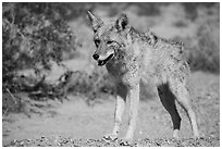 Desert coyote. Death Valley National Park ( black and white)
