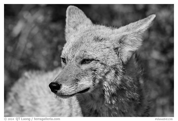 Close-up of coyote. Death Valley National Park (black and white)