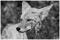 Close-up of coyote. Death Valley National Park ( black and white)
