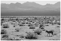 Coyote walking on valley floor. Death Valley National Park ( black and white)