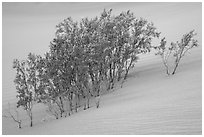 Mesquite growing in sand. Death Valley National Park ( black and white)