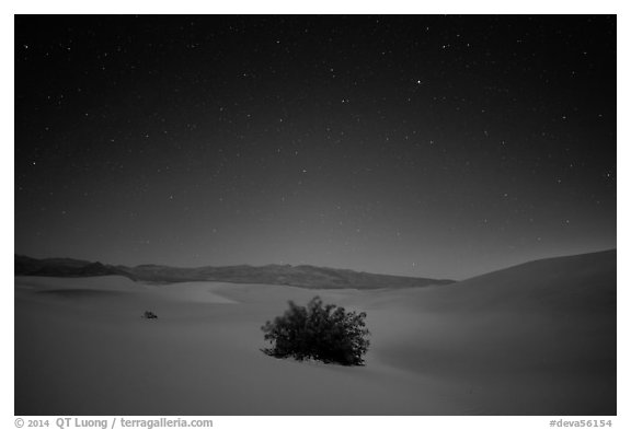 Mesquite bush in sand dunes at night. Death Valley National Park (black and white)