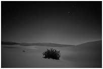 Mesquite bush in sand dunes at night. Death Valley National Park ( black and white)