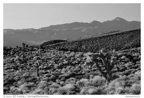 Slopes with Joshua Trees and Panamint Range. Death Valley National Park (black and white)
