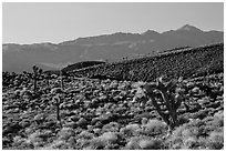 Slopes with Joshua Trees and Panamint Range. Death Valley National Park ( black and white)