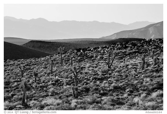 High desert environment with Joshua Trees. Death Valley National Park (black and white)