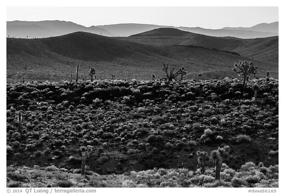 Joshua trees on ridges. Death Valley National Park (black and white)
