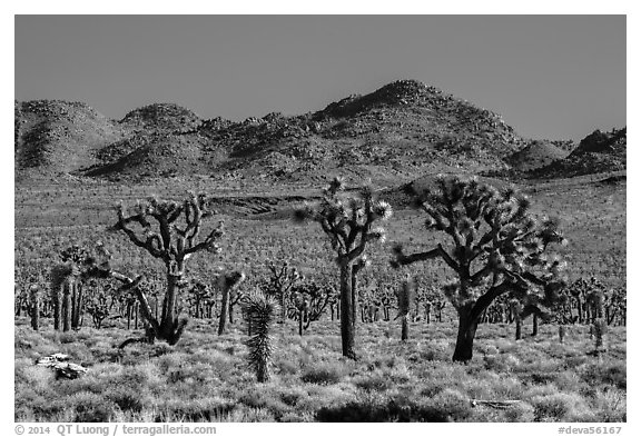 Joshua tree forest, Lee Flat. Death Valley National Park (black and white)