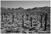 Forest of Joshua trees, Lee Flat. Death Valley National Park ( black and white)