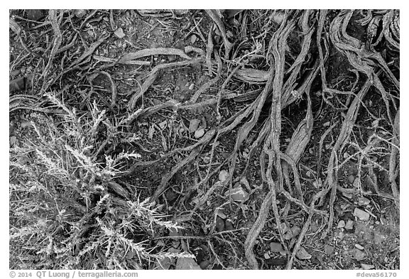 Ground close-up with bush and roots. Death Valley National Park (black and white)