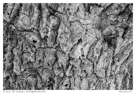 Close-up of Joshua tree bark. Death Valley National Park (black and white)