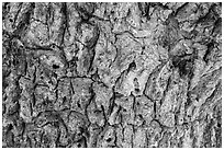Close-up of Joshua tree bark. Death Valley National Park ( black and white)